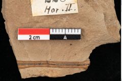 Foto (Detailansicht) von Pinus hepios Unger (NHMW-GEO-2024-0188-0228)